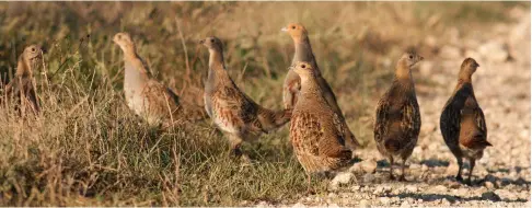  ?? ?? Keepers of old reported that partridges were able to identify familiar keepers on their patch and would even tolerate being lifted up from their nests