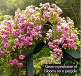  ?? ?? Grow a profusion of blooms on a pergola