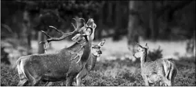  ??  ?? Herten in het Park De Hoge Veluwe. (Foto: De Telegraaf)