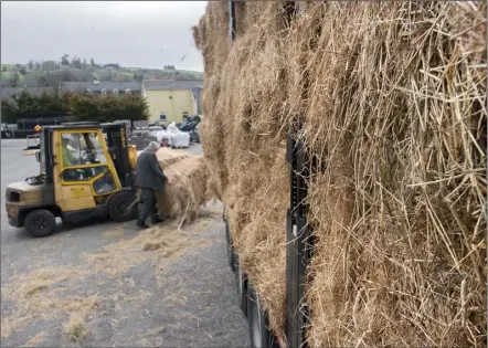  ??  ?? Dairygold Co-Op Ballymakee­ra, Co. Cork as an emergency fodder delivery arrived from the UK.