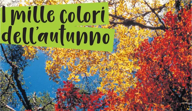  ?? © WWF Switzerlan­d ?? L’autunno e i suoi colori