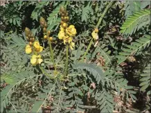  ??  ?? RIGHT: Popcorn Cassia is an evergreen shrub with foot-long spikes covered in yellow flowers. It blooms gradually from the bottom to the top of each flower spike. Unopened buds are dark- brown and open to reveal bright-yellow flowers.