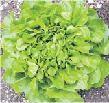  ??  ?? A perfectly formed, almost flower-like green oakleaf lettuce is one of the varieties in Johnny’s Selected Seeds Salanova Home Garden Mix of butter and oakleaf lettuces.