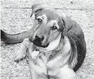  ?? JOHN WOESTENDIE­K ?? Ace, formerly a shelter dog, was the loyal companion of the late John Woestendie­k Jr.