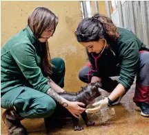  ?? ?? A newborn pygmy hippo is examined by zoo and wildlife veterinari­an Dr Noi Psaroudaki and Head Keeper Savannah Alicia Hoogenboom, at the Attica Zoological Park near Athens, Greece, on February 27, 2024.