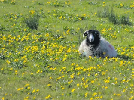  ??  ?? Ox Mountain sheep and lambs enjoying the spring sunshine at Carnaleck near Cloonacool on Sunday.