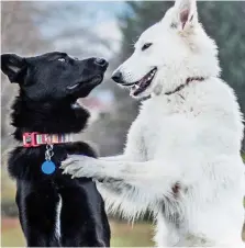  ??  ?? Till death do us bark: The bride and groom