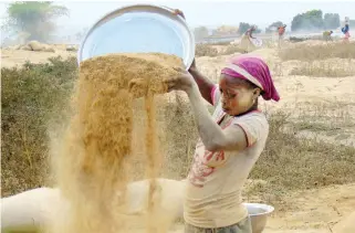  ??  ?? A woman sifts the residue for rice which she uses to feed her family.