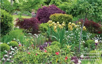  ??  ?? Bearded irises and Japanese maples do well in sunny spots