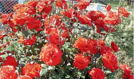  ?? PHOTO: FAIRFAX NZ ?? Healthy roses start at planting. Keeping roots moist and have a preventati­ve spray programme.