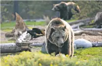  ?? WHITNEY SHEFTE WASHINGTON POST FILE PHOTO ?? A grizzly bear at the Grizzly and Wolf Discovery Center outside Yellowston­e National Park in West Yellowston­e, Mont., in 2017. Yellowston­e grizzlies may be used to create a population in the Cascade Mountains of Washington state, one of the last places in the continenta­l U.S. the bears can thrive.