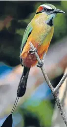  ??  ?? Colourful: The Motmot bird.