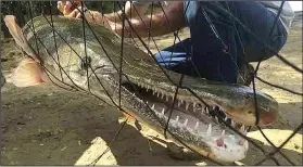  ?? Courtesy photo/ARKANSAS GAME AND FISH COMMISSION ?? Alligator gar are one of Arkansas’ largest trophy fish.