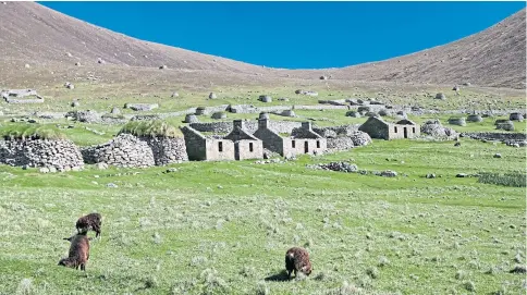  ??  ?? HOME TURF: Orkney Boreray sheep are descendant­s of the breed which originated on St Kilda.