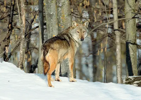  ??  ?? Spirito selvatico Un esemplare di lupo: l’incontro di Bruxelles sulle «tutele» fa prevedere sviluppi normativi a febbraio