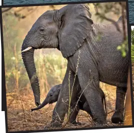  ??  ?? Beauty and brutality: A mother and her calf. Right: Elephants killed by poachers in Cameroon with machine guns and bazookas