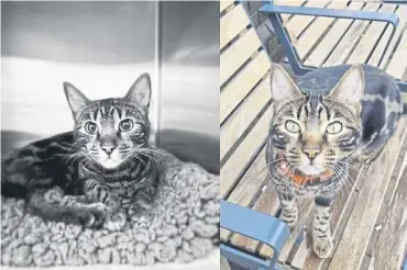  ?? ?? Tilly the Bengal cat was something of a local celebrity in Gosport before being hit by a car and killed in October