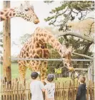  ?? Photo / Supplied ?? The Hamilton Zoo saw a small trickle of visitors over the weekend as they reopened their doors.