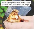  ??  ?? Plant spring bulbs this month - but hold off until November for tulips