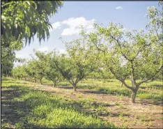  ?? MAURA FRIEDMAN / NYT ?? Fruitless peach trees at Pearson Farm in Fort Valley last week. Production in Georgia might be a quarter of what it was in 2016, according to reports.