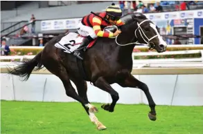  ?? Picture/JC PHOTOGRAPH­ICS ?? Grade 1 hopes. National Park, winner of the Gauteng Guineas, will square up to Hawwaam and Baharin again when they line up for the Grade 1 SA Classic over 1800m at Turffontei­n on Saturday.