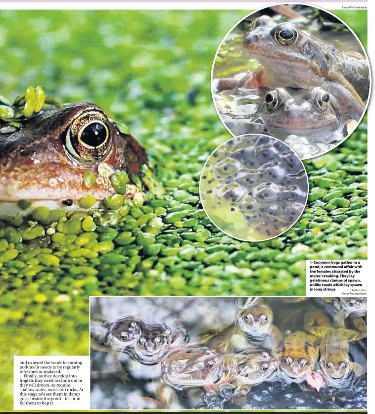  ?? Emily Whitfield-Wicks Charlie Elder/ Trevor Roberts/Getty ?? > Common frogs gather in a pond, a communal affair with the females attracted by the males’ croaking. They lay gelatinous clumps of spawn, unlike toads which lay spawn in long strings