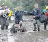  ??  ?? SAFE NOW Rescuers lead muddy dogs away