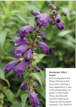  ??  ?? Penstemon ‘Willy’s Purple’
An imposing plant with flowers that are a dark wine colour and have a waxy appearance. It was first found growing in a garden in New South Wales, Australia and has been taken up by American and European nurseries. 1.2m. RHS H4.