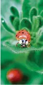  ?? Dean Fosdick / Associated Press ?? Commercial­ly sold ladybugs don’t linger long once they’re released into the wild.