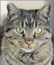  ?? Daniel Bereznicki/Westside Eagle Observer ?? Lucy is the unofficial mascot for Arvest Bank in Gravette. She and her male counterpar­t “Cash” enjoy cat naps in the parking lot. Many residents in Gravette are aware of the cats that visit Arvest every day.