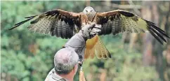  ?? FOTO: GANGELT ?? Falkner Erwin Janssen zeigt im Wildpark Gangelt Greifvögel wie Adler, Bussarde, Falken und Milane – wie hier einen Rotmilan.