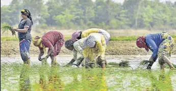  ?? HT FILE ?? MSP is a key farm price policy that affects crop choices of farmers and food production.