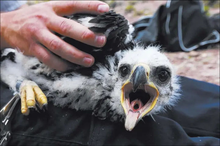  ?? Andrea Cornejo Las Vegas Review-Journal @dreacornej­o ?? A golden eagle nestling is held by Brady Whipple, a wildlife management area technician, near the nesting site outside Pioche on Thursday.