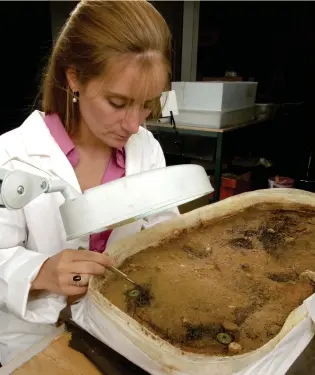  ??  ?? Left: Liz Barham excavates the lyre in its soil block in the lab