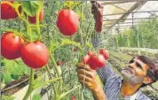  ?? HT PHOTO ?? The Kota division — comprising Kota, Jhalawar, Bundi and Baran districts —is a hub of horticultu­ral crops.