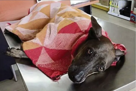  ?? — Photos: EVELYN LEN/ The Star ?? Mazie at the vet’s, on the day that she was supposed to be put down, after her condition had deteriorat­ed steadily due to a stroke. Then there was a turn of events!