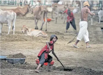  ??  ?? CLEANING UP: A girl shovels manure from cattle, some seized by cow vigilantes, in Barsana.