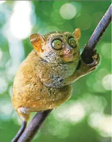  ??  ?? The tiny Philipine tarsier is endangered by mining activities.