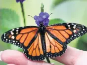  ?? ?? Monarch butterflie­s were listed as endangered on July 21.