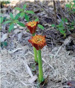  ??  ?? Who wouldn’t want to grow one of these beauties in their garden? The paintbrush lily is a stunning spring bloomer for a shady nook.