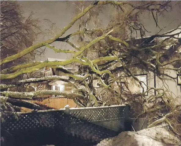  ?? — LEI LENG ONG ?? A giant elm tree in the 2100-block East 6th Avenue in Vancouver toppled late Saturday during a heavy snowfall. The tree fell on two homes, causing some damage, but no one was hurt. Crews were busy cleaning up the debris on Sunday morning.