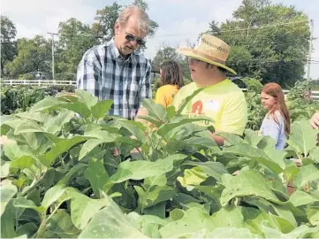  ?? MICHELLE MULLINS/DAILY SOUTHTOWN PHOTOS ?? Steven Warning, right, and his dad Craig tend to eggplants last week at Navarro Farm in Frankfort.