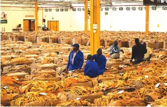  ??  ?? Gadziriro dzekuti misika yefodya (tobacco auction floors) inge ichipinda muvarimi dzave padanho repamusoro uye parizvino kambani yeTobacco Industry and Marketing Board iri kuita ongororo yenzvimbo dzakakodze­ra kutengeser­wa fodya kumativi mana enyika.