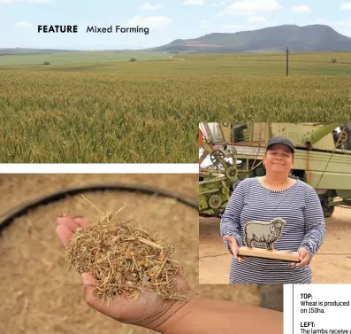  ??  ?? TOP:Wheat is produced on 150ha.LEFT:The lambs receive a high-protein ration.ABOVE:Alfreda Mars recently won the OVK trophy for the best inter-race sheep from Nampo Kaap.