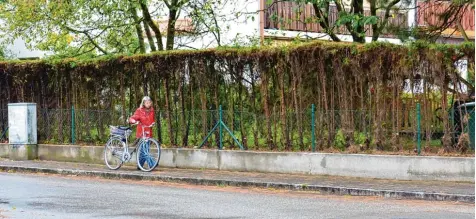  ??  ?? Die Gehwege müssen frei bleiben, appelliert die Gemeinde Mering an alle Grundstück­sbesitzer. Thuja Hecken können nach dem Schnitt häufig braun werden.