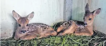  ?? FOTO: PRIVAT ?? Auch diese beiden Bambis hat die Drohne aufgespürt. Ihre Mutter wurde von einem Auto überfahren. Jetzt werden die Kleinen auf einem Hof bei Ellwangen (Gemeinde Rot an der Rot) aufgepäppe­lt.