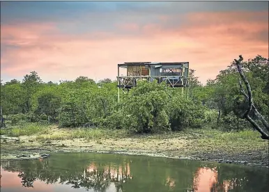  ?? Pictures: NEWMARK ?? THE LONG AND THE MIGHTY: A night at Giraffe’s Nest (above) is ultimate bliss and Motswari’s magnificen­t buffalo (below)