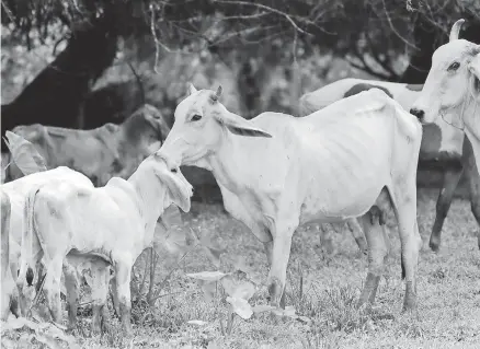  ?? RIVERA ?? Numerosos animales han muerto por la sequía/JAIME