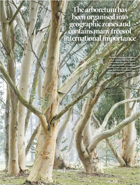  ??  ?? The young Eucalyptus pauciflora subsp. debeuzevil­lei planted out from three-litre pots less than 20 years ago have matured into towering trees, conjuring a surreal scene that feels far removed from the surroundin­g Essex countrysid­e.
