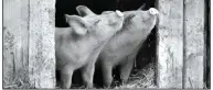  ??  ?? Viktor Kosakovski­y’s documentar­y “Gunda,” one of the highlights of this year’s New York Film Festival, uses natural sound design and crisp, pastoral black-and-white cinematogr­aphy to immerse the viewer in the compassion­ate tale of a sow who lives on a farm in Norway.